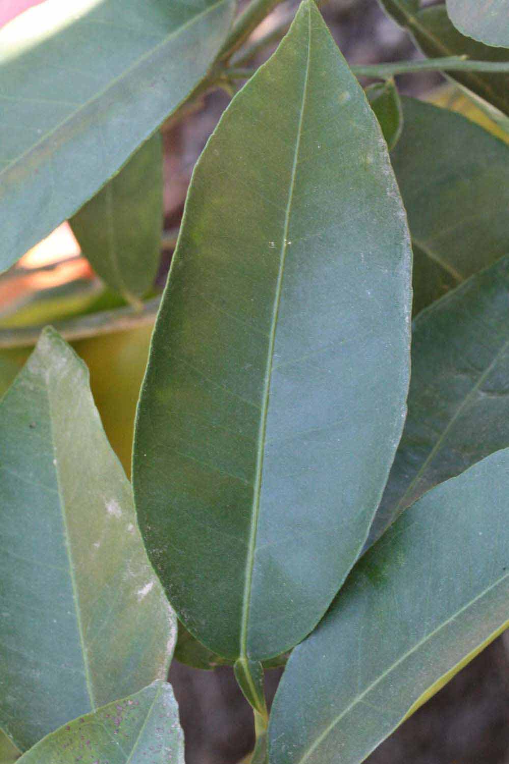              Unifoliolate leaf (Riverside, CA)       